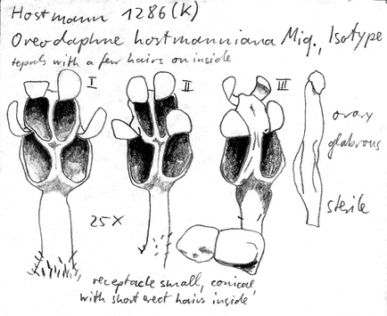 Vorschaubild Oreodaphne hostmanniana Miq.